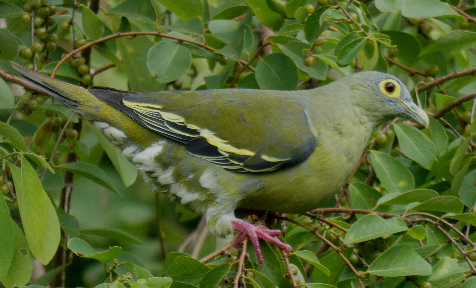 image Grey-cheeked Green-Pigeon